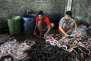Aogueiros retiram a carne, vescula biliar e outras partes das cobras para depois serem entregues a restaurantes. 