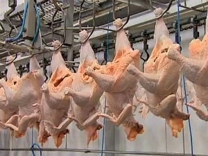 Alta em abates de frango marcou trimestre em MT.