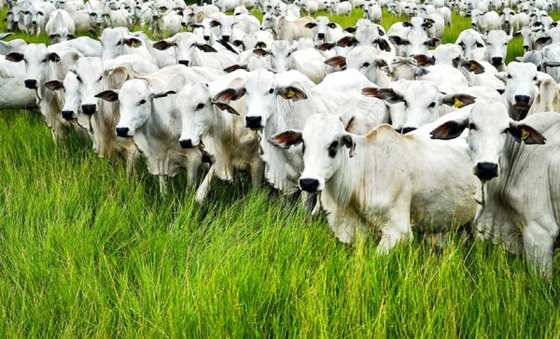 O Estado de Mato Grosso tem o maior rebanho de bovinos do Pas