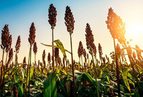 MT habilita 8 unidades para exportao de etanol de milho e sorgo  China  Foto: rico Andrade/g1