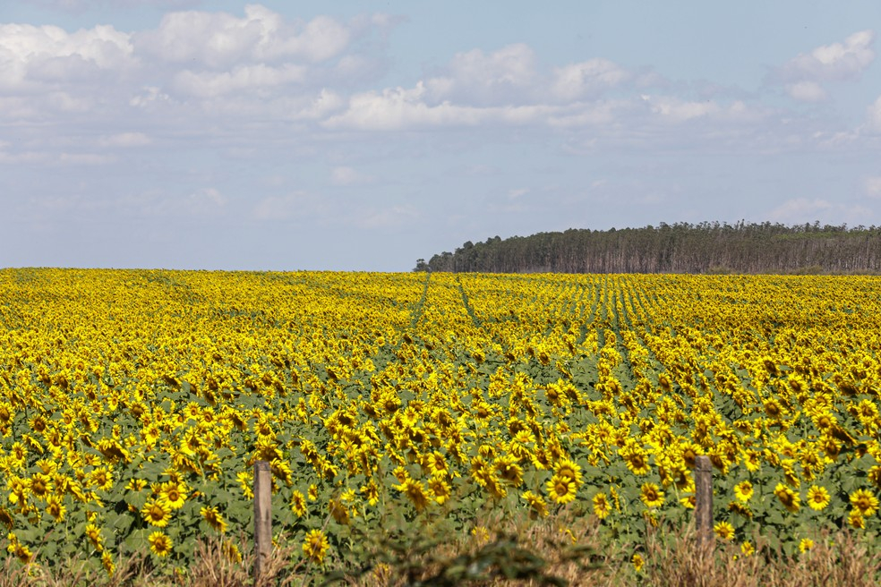 Produo de soja  a grande responsvel pelo crescimento do PIB de MT