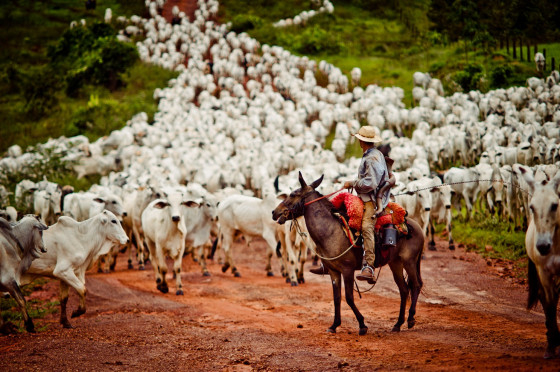 Do nascimento ao abate: deputados de MT aprovam projeto que torna obrigatrio rastreio da carne bovina  Foto: Chico Valdiner- (Gcom/MT)