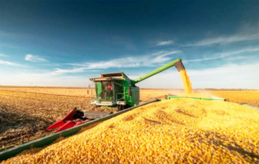 Estudo diz que o desempenho reflete o avan�o da colheita e a maior disponibilidade do cereal no mercado