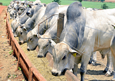 Desempenho dos produtores mato-grossenses praticamente dobrou em rela��o a m�dia nacional nos �ltimos 15 anos � Foto: Reprodu��o