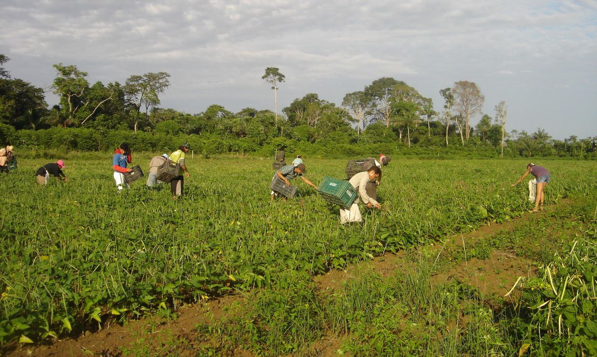 A produ��o familiar tem contribu�do para o desenvolvimento econ�mico da maioria dos munic�pios de Mato Grosso