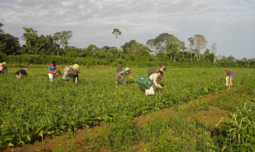 A produ��o familiar tem contribu�do para o desenvolvimento econ�mico da maioria dos munic�pios de Mato Grosso