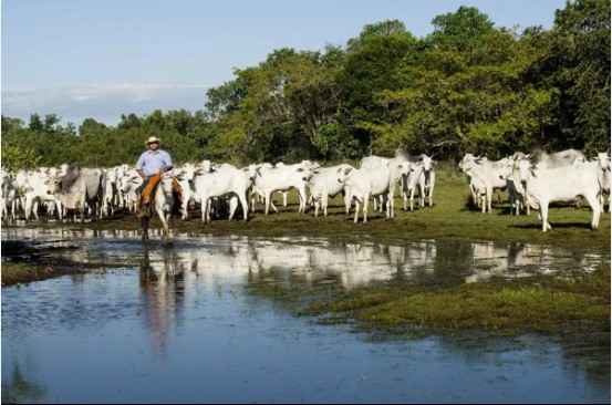 Estado abateu 1,81 milh�o de cabe�as no segundo trimestre