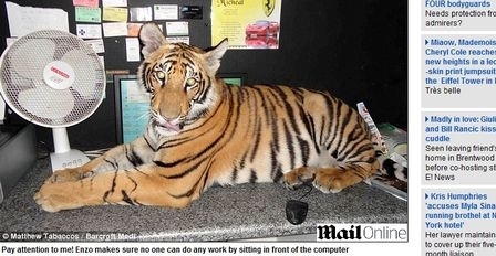 O tigre adora destruir a moblia