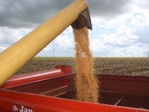 Cerca de 19% da produo brasileira de milho so de Mato Grosso
