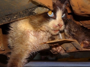 Gato ficou preso entre o motor e o protetor de c�rter