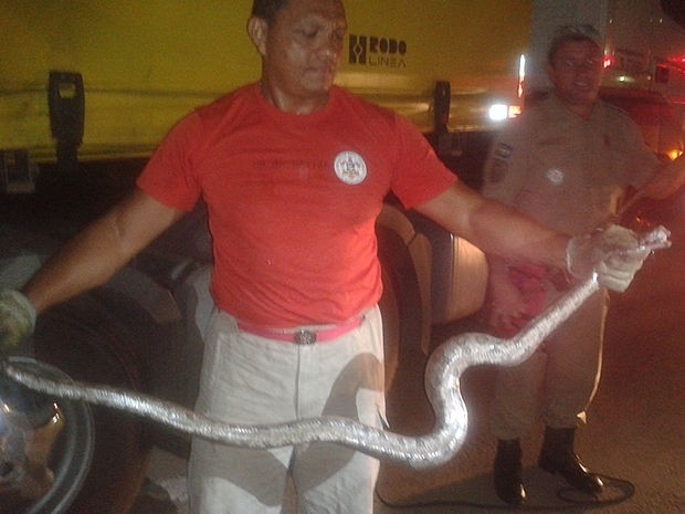 Animal foi capturado pelos bombeiros e devolvido � natureza (Foto: Vivian Lessa / G1)