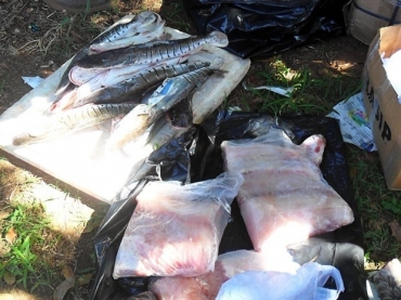 Pescado apreendido estava em nibus e em caminhonete parados pela PRF