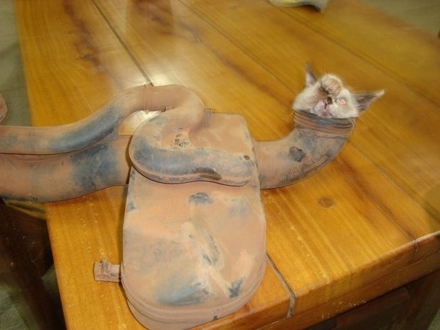 Gato fica entalado em motor de carro em Gois