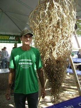 Agricultor vence concurso com p de soja com mais de 8 mil vagens