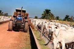 At� o final deste semestre os n�meros do confinamento no Estado podem ser ampliados em fun��o do mercado