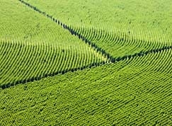 Mato Grosso tem potencial para estar entre os maiores cultivadores de eucalipto do Brasil