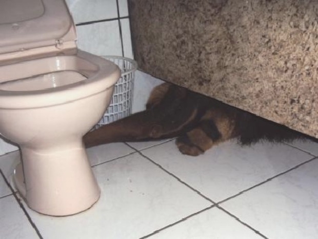 Tamandu estava escondido no banheiro de igreja evanglica, em Campo Verde.