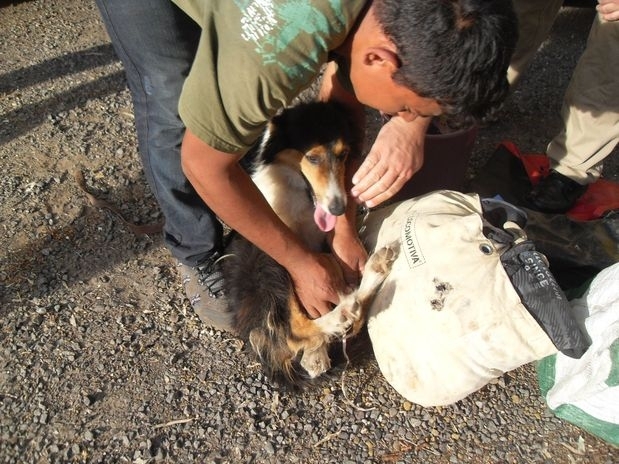 Dono liberta animal que estava amarrado dentro de sacola