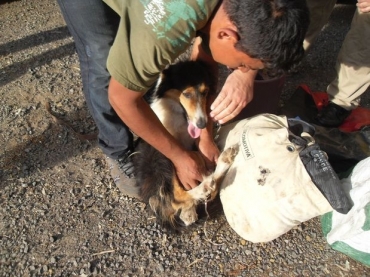 Dono liberta animal que estava amarrado dentro de sacola