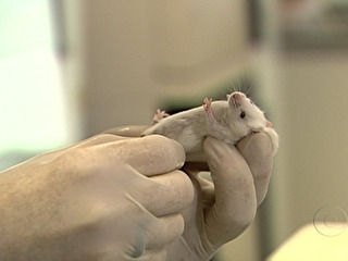 Fiocruz usa parasita da doena de Chagas para prevenir diabetes