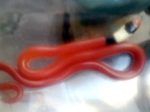 Cobra foi encontrada no banheiro de residncia em MT.