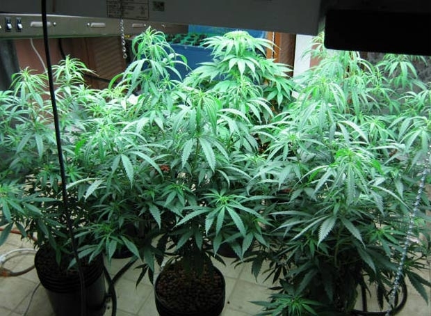 Maconha era cultivada em quarto de beb de apenas trs semanas.