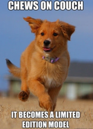 Meme com cachorrinho fotognico  o novo hit na web