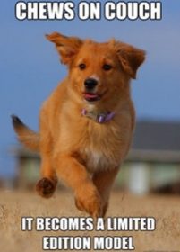 Meme com cachorrinho fotognico  o novo hit na web