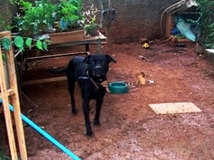 Co do vizinho estava preso na corrente na hora do ataque