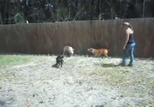 Me e filha filmaram seus dois ces atacando porco no quintal de casa.