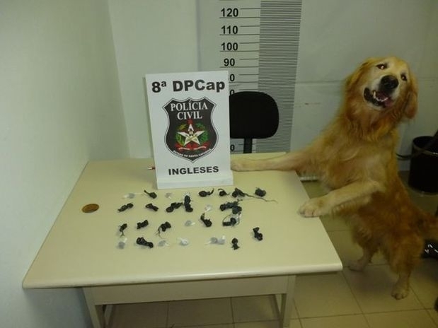 Co farejador localizou droga enterrada nas dunas, no norte de Florianpolis