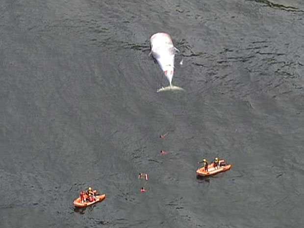 Baleia  achada morta no Rio