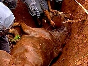 Cavalo caiu em um buraco com quase trs metros de profundidade