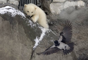 Filhote de urso polar foi flagrado testando seu poder de ca�a no zoo de Moscou.