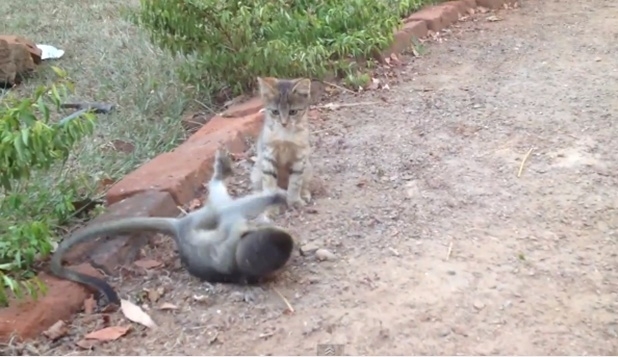 Gatinho e macaquinho brincando