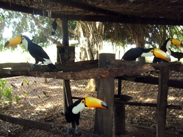 Animais silvestres eram mantidos em propriedade de MT.