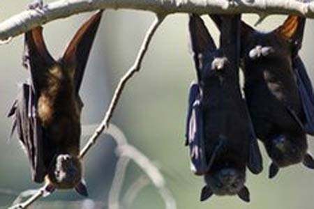 Morcegos invadiram a cidade australiana; autoridades alertam para raiva