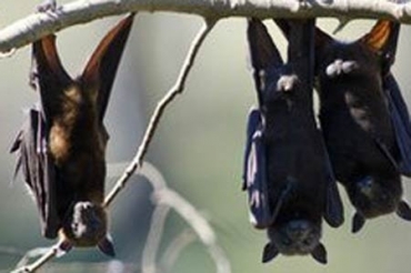 Morcegos invadiram a cidade australiana; autoridades alertam para raiva