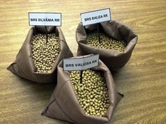 Soja transgnica: no h at agora registro de alergias, cnceres, pragas ou qualquer outro mal profetizado pelos ambien