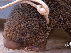 Porco-espinho sobrevive aps cair na pista