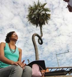 De acordo com estudos, a descaracterizao de nossa flora urbana comeou h 21 anos. Soluo  torn-la patrimnio pbli