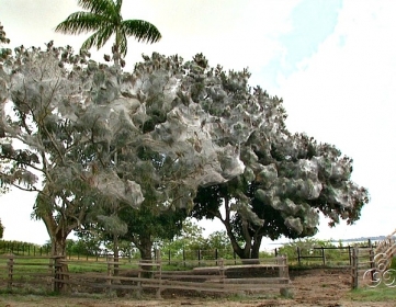 Aranhas est�o inseridas no grupo das aranhas sociais.