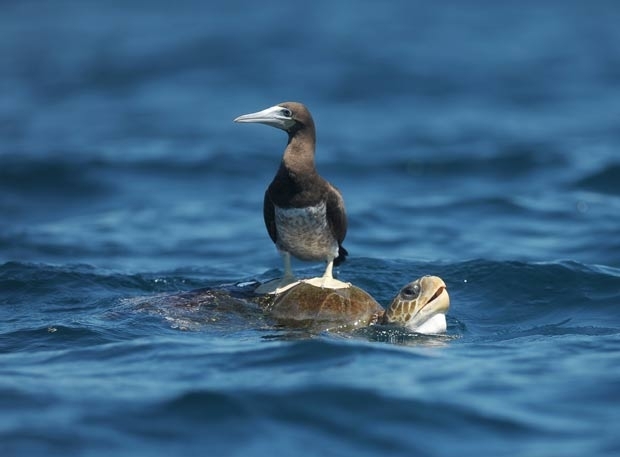 Atob-pardo usou tartaruga como boia.
