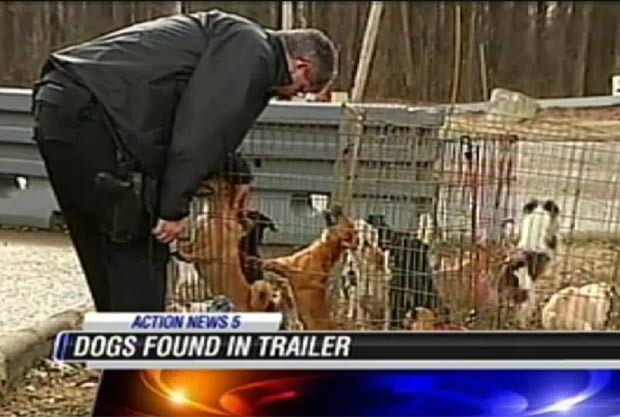 Autoridades encontraram 128 c�es dentro de caminhonete de mudan�a e minivan.