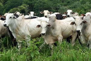41 casos de raiva bovina j foram confirmados em Mato Grosso