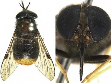 Mosca Scaptia beyoncea  homenagem  cantora americana Beyonc.