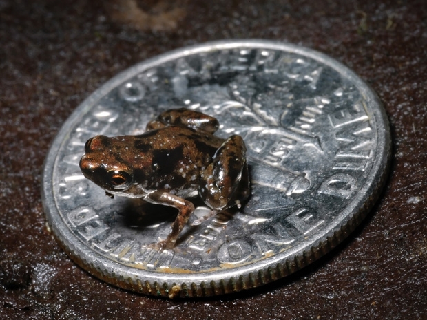 Menor r do mundo  mostrada em cima de uma moeda.