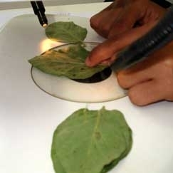 Volume de an�lises nos minilaborat�rios espalhados pelo Estado s� aumenta e quanto mais cedo a descoberta, melhor