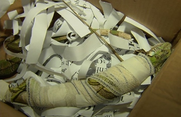 Iguanas foram encontradas em caixa de papel�o, em Goi�nia.