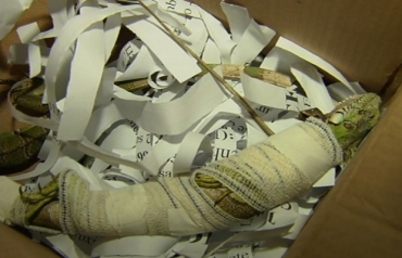 Iguanas foram encontradas em caixa de papel�o, em Goi�nia.